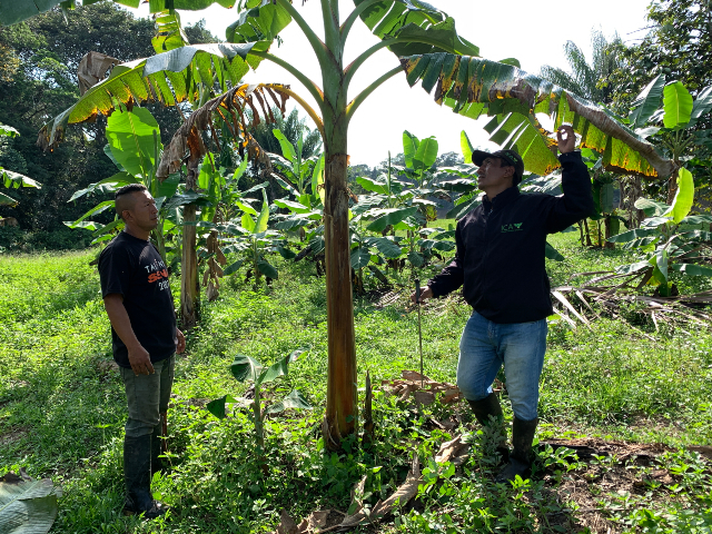 En Vaupés, el ICA le apuesta a la calidad fitosanitaria en cultivos de plátano 
