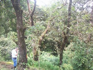 Roble-2-(1).jpg