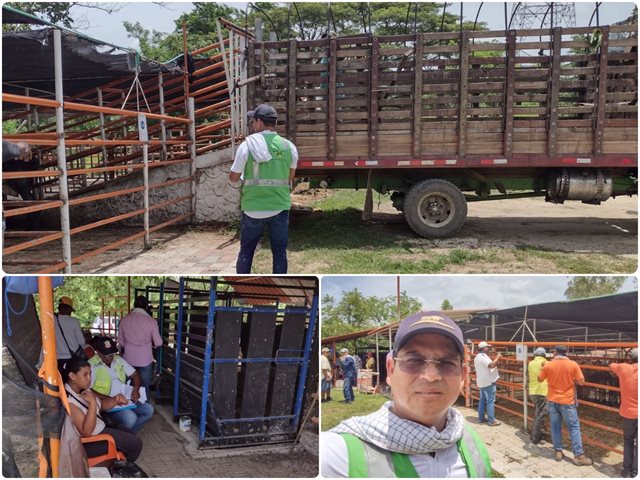 Comercialización ganadera en Sabanalarga.