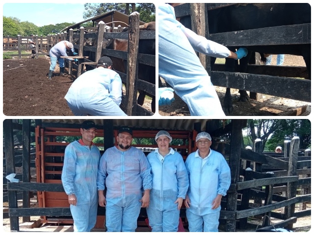 En La Guajira, vigilancia y control de residuos de medicamentos veterinarios y contaminantes químicos en carne bovina 