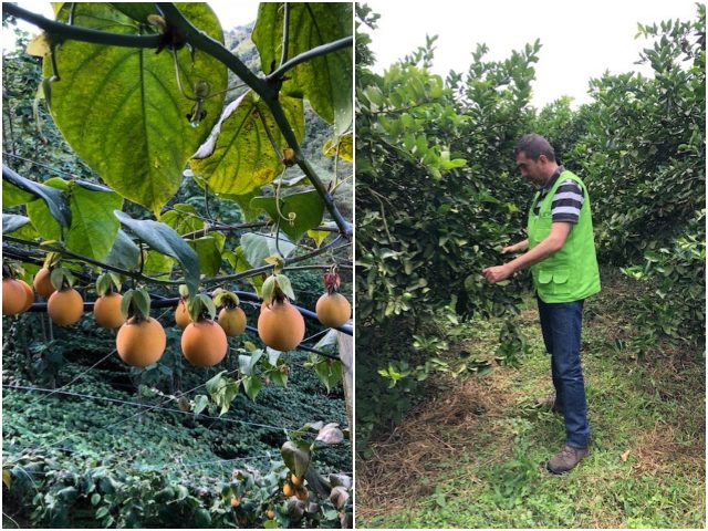 El ICA en el Tolima, le apuesta a la diplomacia sanitaria 