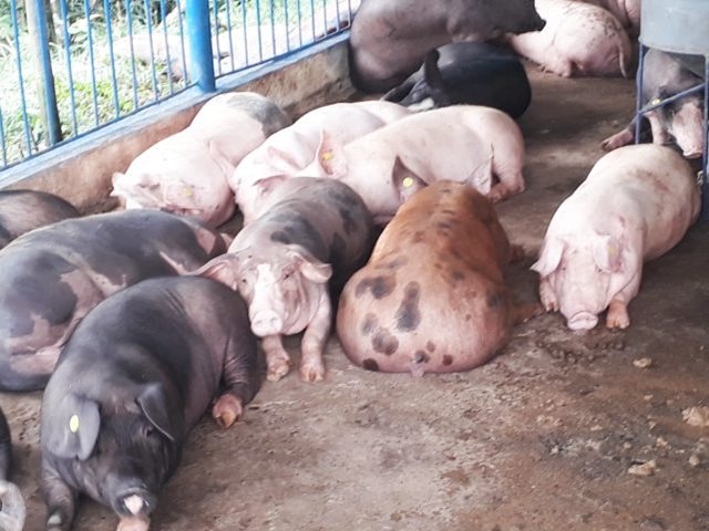 Como medida sanitaria, el ICA realiza control a la movilización de porcinos en el Putumayo