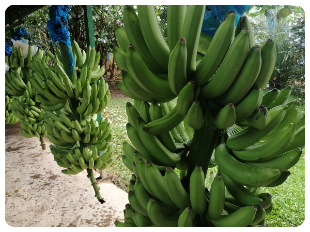 Predios productores de banano. 