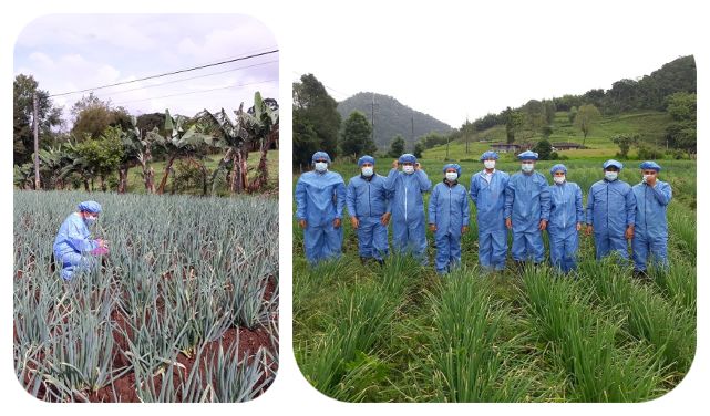 COLLAGE-RISARALDA-CEBOLLA.jpg