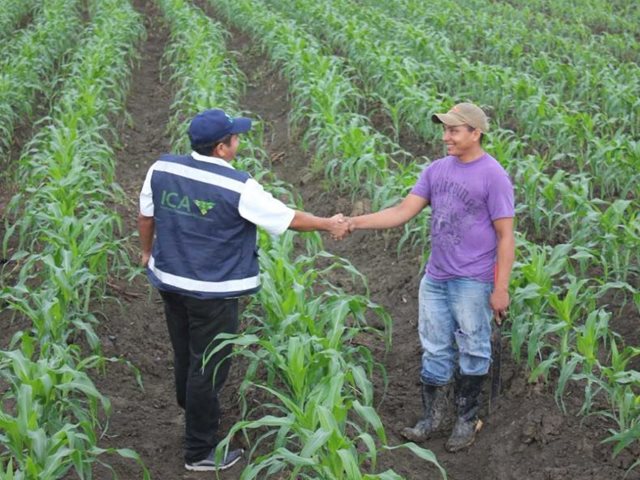 Con la certificación de 871 predios en Buenas Prácticas Agrícolas en 2017, el ICA fortalece la inocuidad en la producción primaria en Colombia 