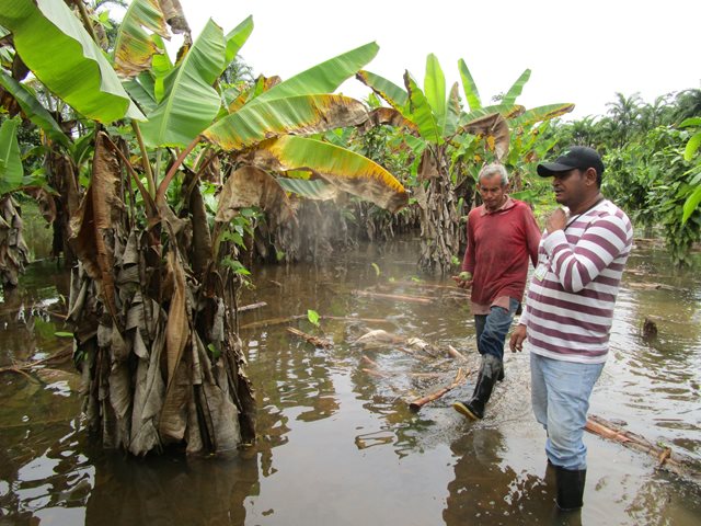 El ICA hace seguimiento a la sanidad de los cultivos de plátano y banano en el Guainía