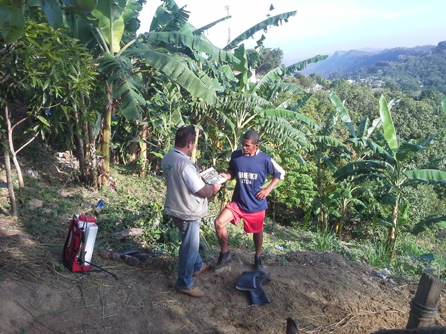 El ICA vigila la producción de plátano en el Atlántico 