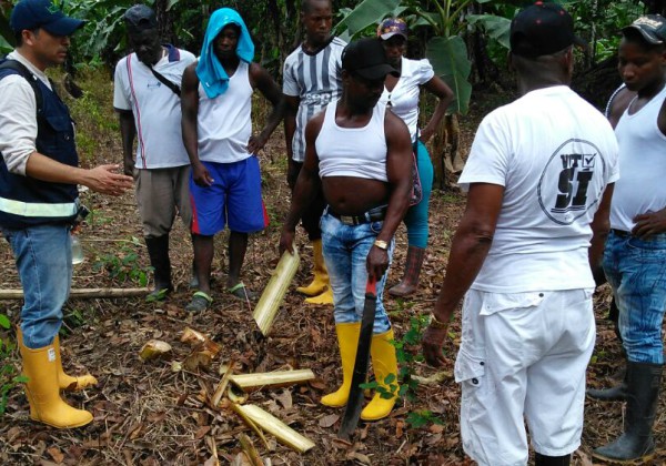 moko_platano_socializacion_web_2.jpg