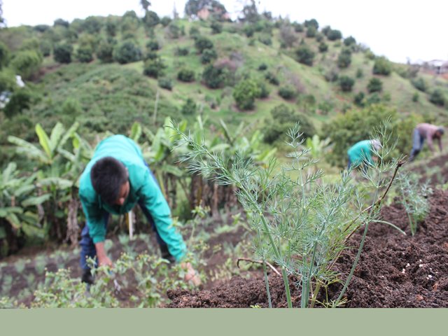  En enero de 2019 vence plazo para actualizar el registro ICA como predio productor y/o exportador de frutas, hortalizas y aromáticas