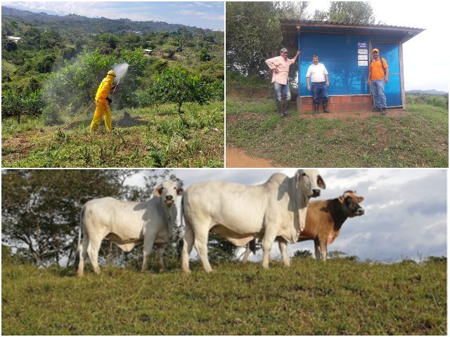 En Santander, cerca de 100 personas participaron en reunión virtual en buenas prácticas agropecuarias 