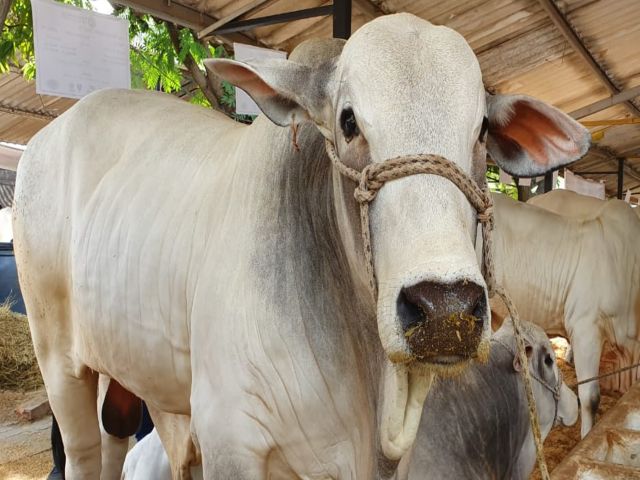 Colombia logra la reapertura del mercado de Chile para la exportación de carne bovina