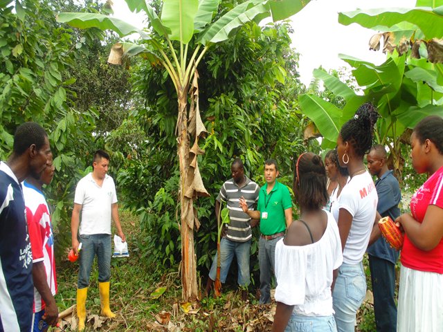El ICA adelanta actividades de prevención y control ante el moko del plátano 