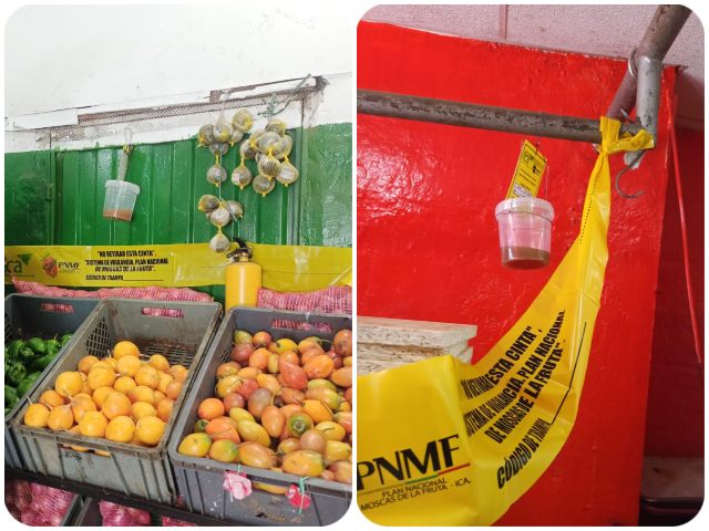Instalación de trampas para el control de moscas de la fruta en Magdalena 