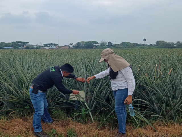 El ICA realiza controles para reducir riesgos fitosanitarios en exportaciones de vegetales en fresco