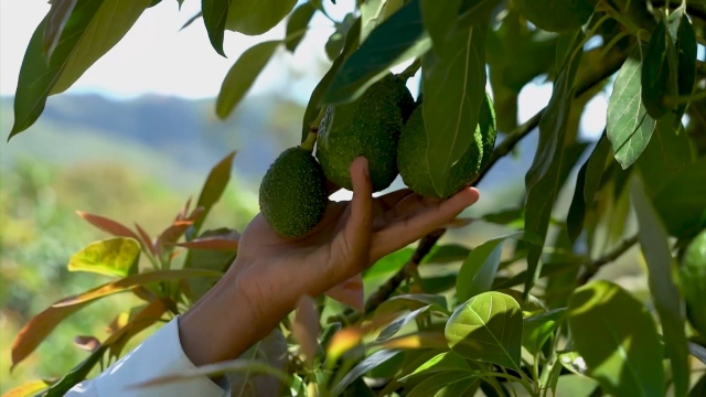 Foto-ICA-Actualizacion-de-normatividad-para-la-exportacion-de-vegetales-frescos.jpg