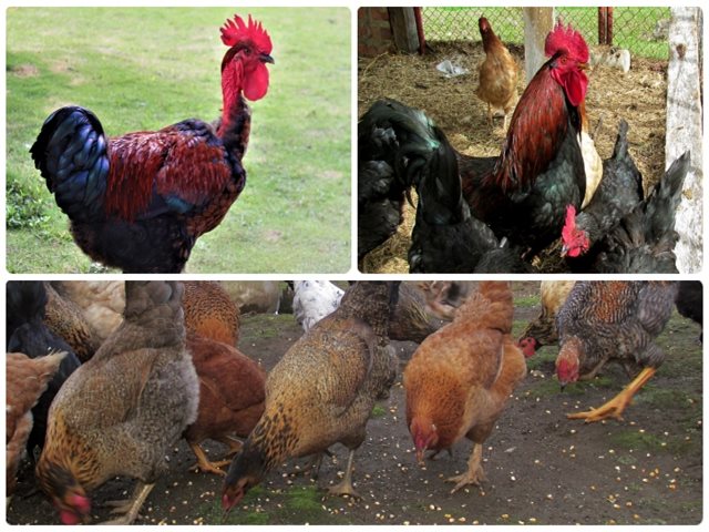 Predios de aves de traspatio en Nariño.
