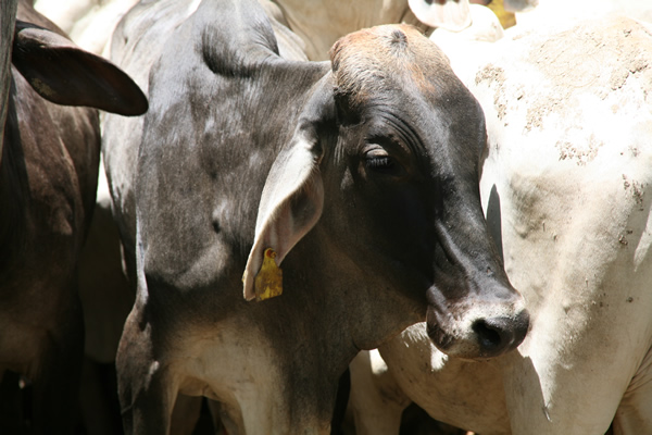 117 focos de rabia silvestre han causado la muerte de 292 animales en el país