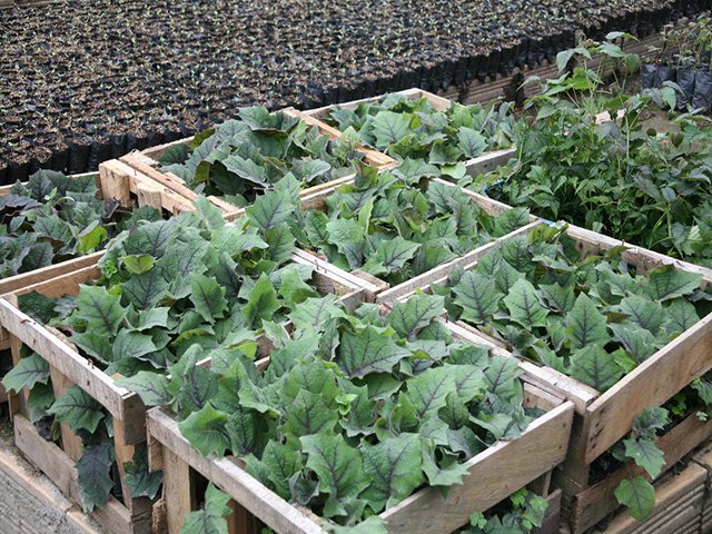 El ICA incentiva en los agricultores la producción ecológica