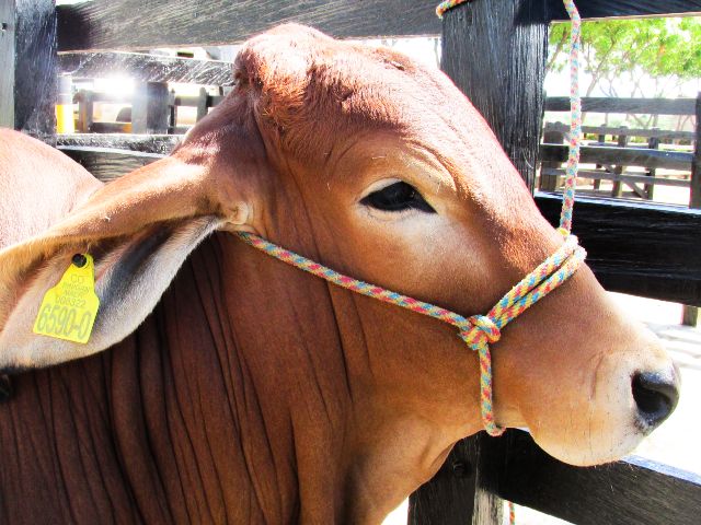El ICA alerta sobre brotes de estomatitis vesicular en Arauca