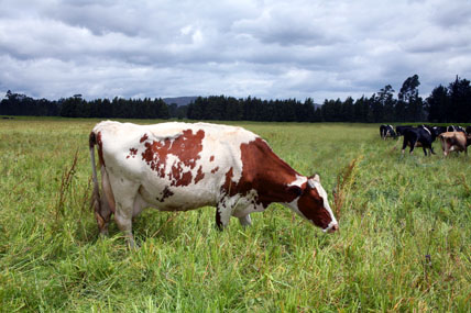 La leche cruda para consumo humano directo deberá provenir de predios libres de Brucelosis y Tuberculosis bovina