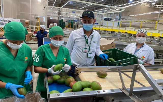 Foto-ICA-Mango-de-exportacion-2.jpg