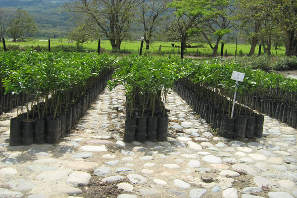 Ica fortalece los controles a productores y comercializadores de material de propagación para frutales