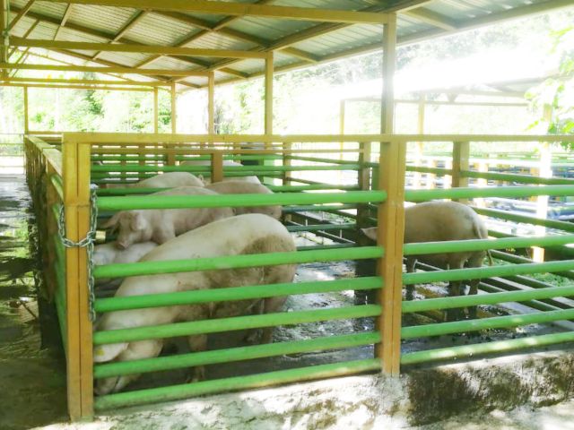 El ICA en la Isla de Providencia realiza visitas de inspección a predios pecuarios 