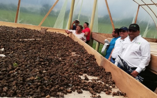 Los servicios institucionales del ICA están a la mano de los productores agropecuarios de Arauca 