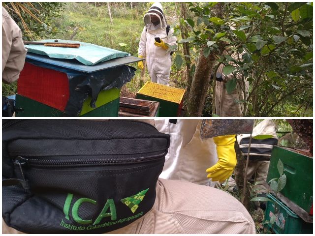 Autoridades atienden caso de muerte de abejas en Cundinamarca. 