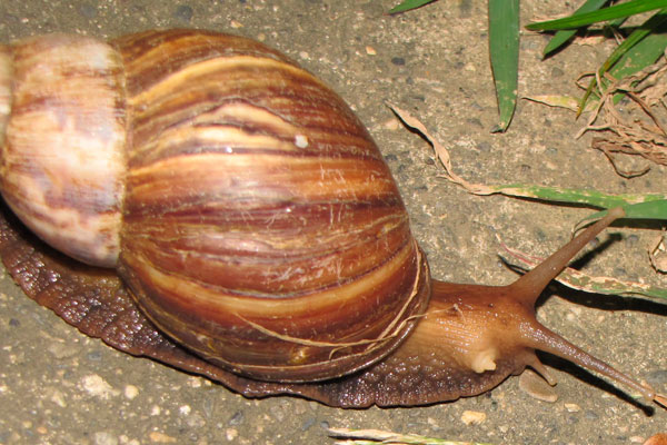 ICA alertó a sistemas productivos por el caracol gigante africano