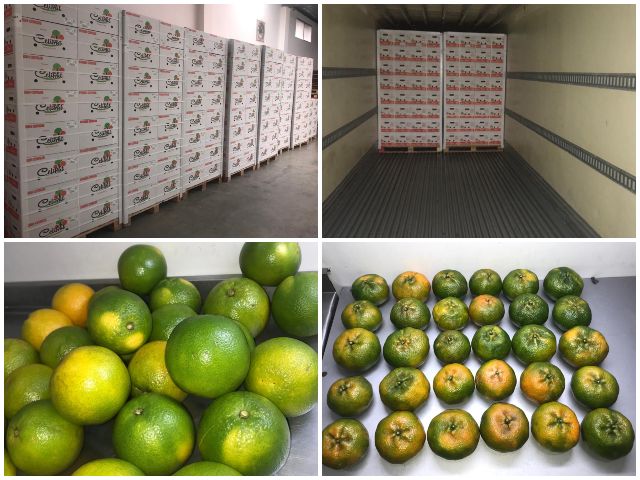 Más predios del Quindío exportarán cítricos dulces a los Estados Unidos