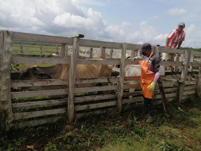 Durante el Ciclo II se han inmunizado 23,9 millones de bovinos y bufalinos contra la fiebre aftosa en Colombia