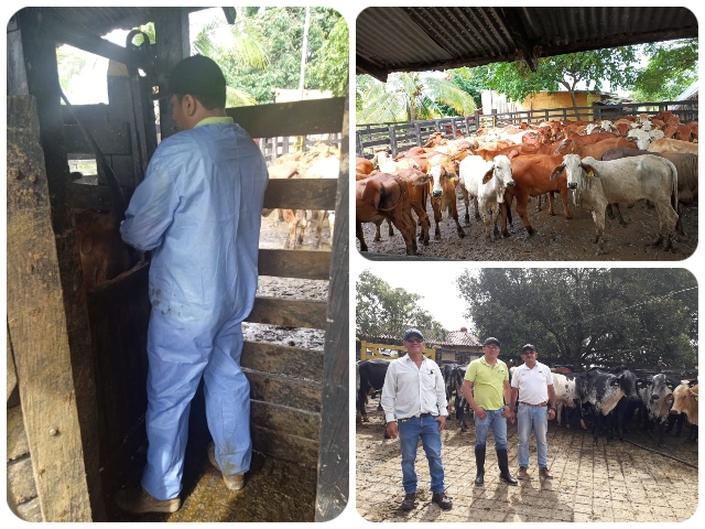 El ICA continúa con la vigilancia activa para fiebre aftosa en Antioquia