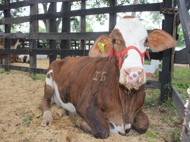 El ICA permite ingreso y movilización de animales con destino al departamento de  Arauca, a excepción de veredas en investigación sanitaria de Tame