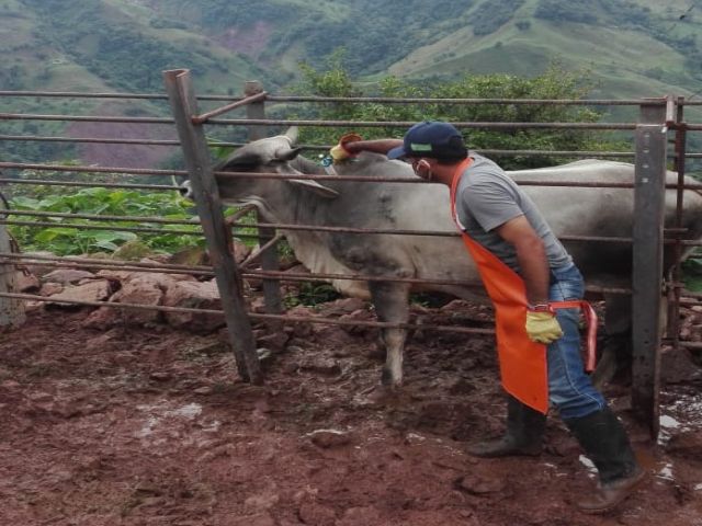   27,3 millones de animales han sido vacunados contra la fiebre aftosa en Colombia