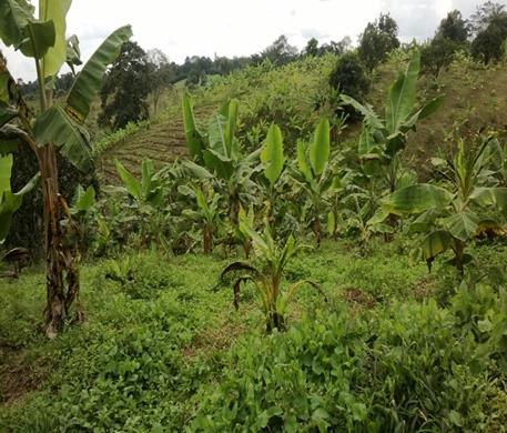 El ICA realizó visita de seguimiento a predios productores de plátano y banano en el Quindío