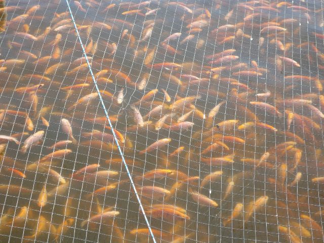 El ICA trabaja para fortalecer la producción acuícola en el Tolima.