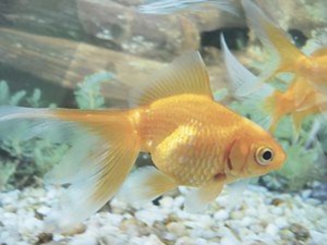 Peces ornamentales 