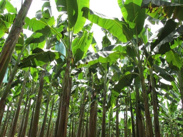 El ICA continúa combatiendo el Fusarium R4T, con medidas de bioseguridad en territorio nacional. 