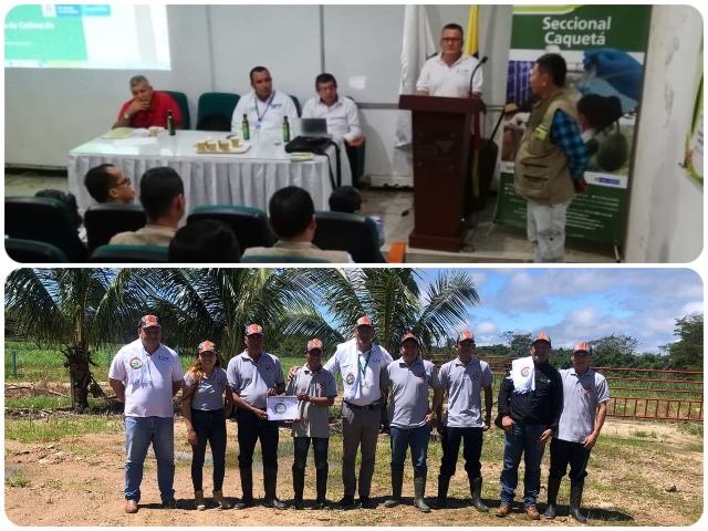 El ICA apoya y orienta a productores de Sachainchi en Caquetá 