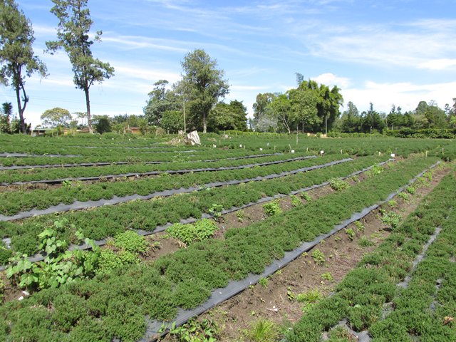 Productores, exportadores y empresas empacadoras de vegetales para exportación deben registrarse ante el ICA  