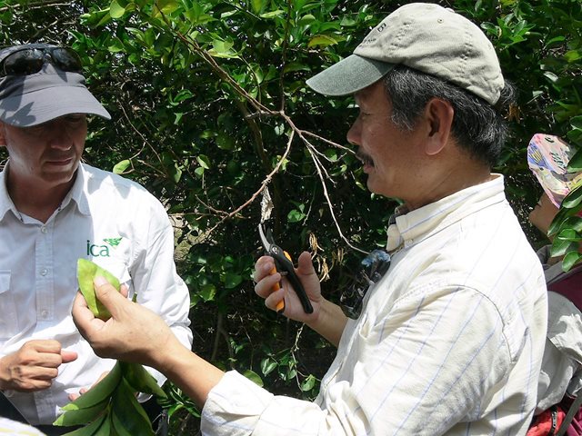 El Huila presenta baja población del insecto vector del HLB de los cítricos 