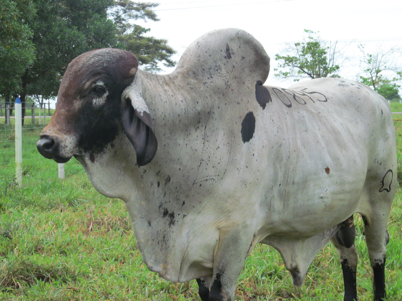 Avalada venta de semen bovino a Perú