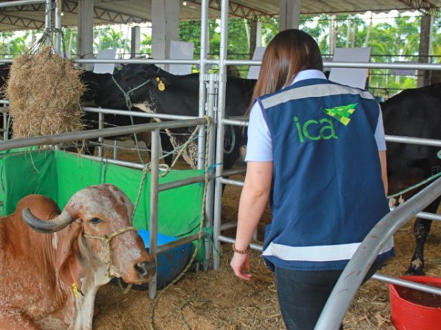El ICA atiende foco de rabia silvestre en Ituango, Antioquia