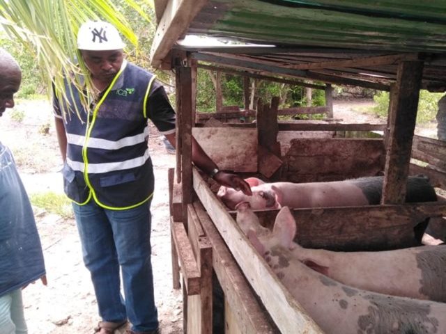 El ICA inspecciona granjas porcícolas en las Islas de Providencia y Santa Catalina