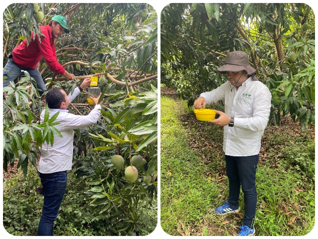  Instalación red de monitoreo moscas de la fruta
