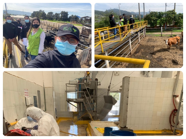 En Cundinamarca el ICA refuerza actividades en sanidad animal  