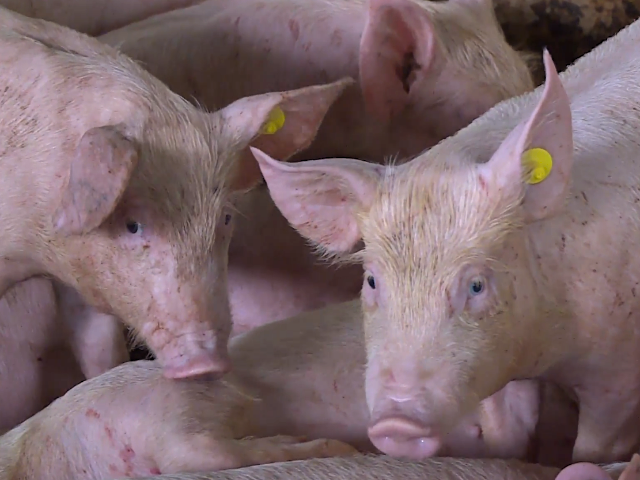 En Vaupés, el ICA previene el ingreso de peste porcina clásica con medidas de vigilancia y control
