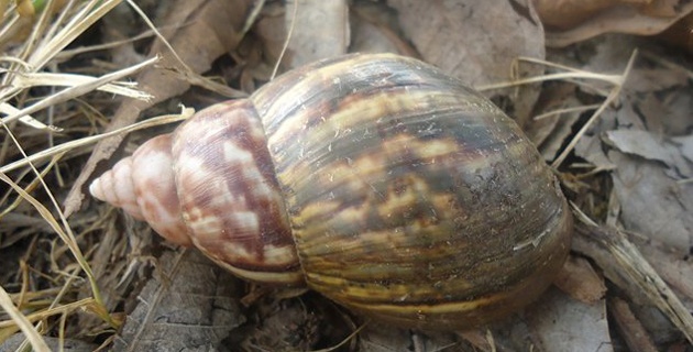 El caracol gigante africano, una plaga que amenaza la producción agrícola nacional: ICA