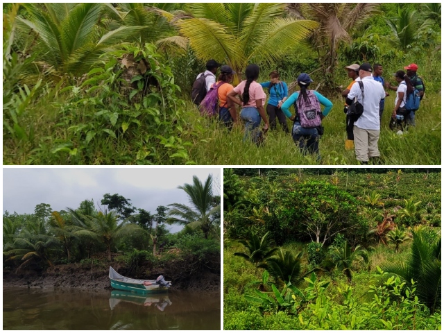 Cultivos de palma de coco.